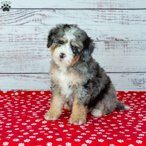 Breeze, Bernedoodle Puppy